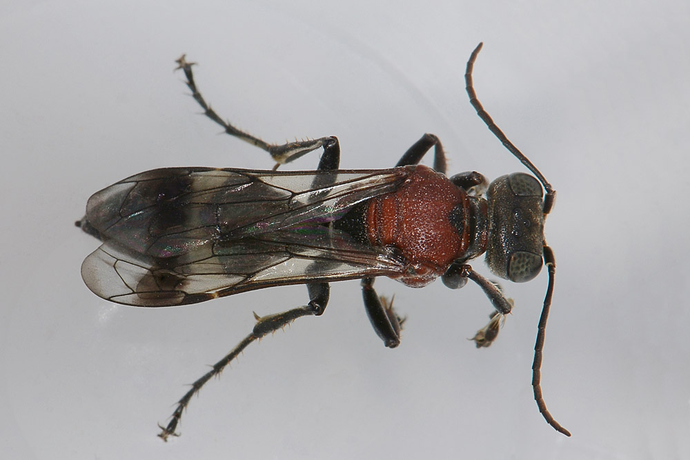 Harpactus formosus? No: Oryttus concinnus, Crabronidae